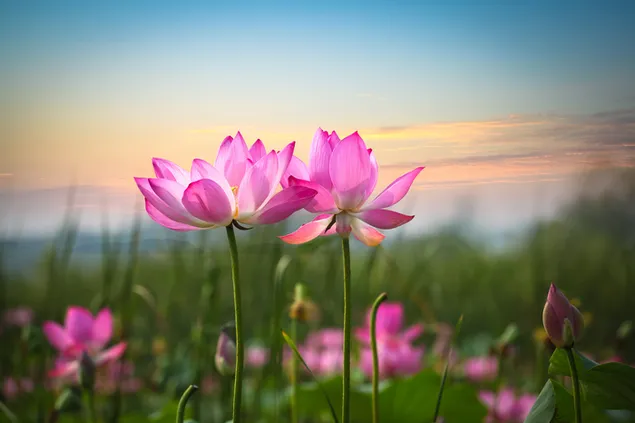 Flores de loto rosa descargar
