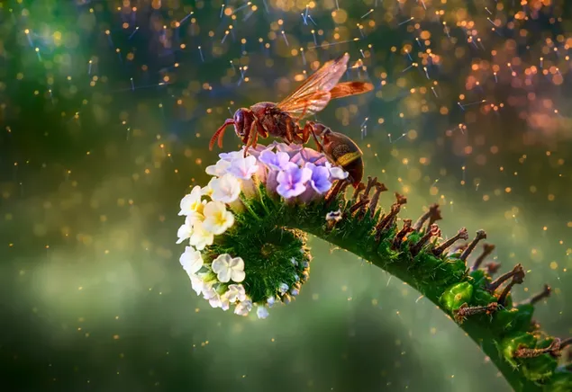 Schoonheid van bloemen en bijen