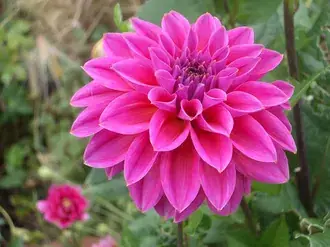 Bloem dahlia 2K achtergrond