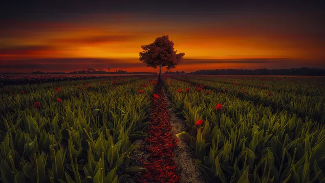 muat turun matahari terbenam padang bunga