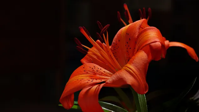 Blume - Orangenlilie