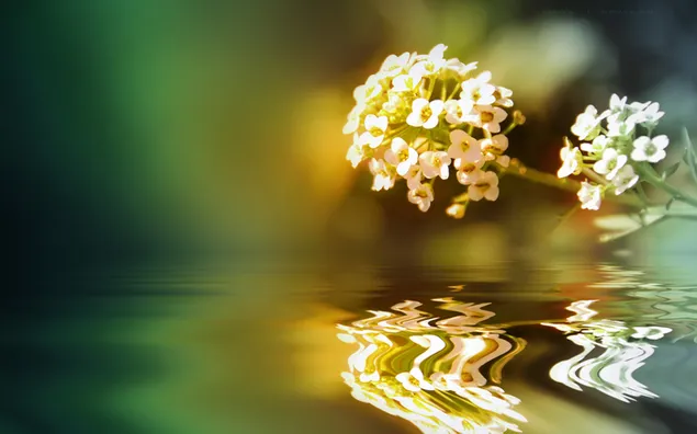Virág tükröződés a vízben 4K háttérkép