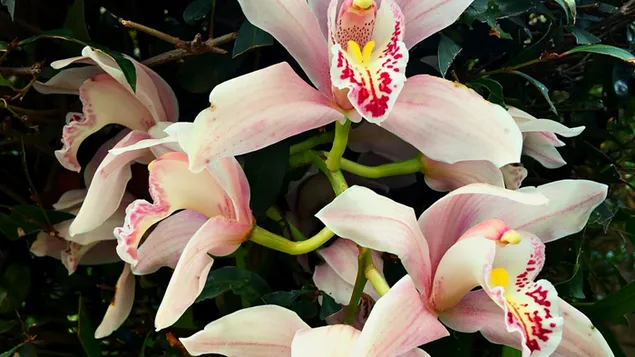 Virágos növények, színes és illatos virágokkal. 4K háttérkép