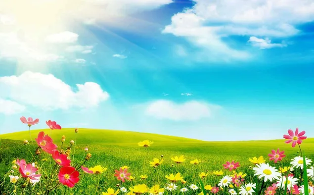 日当たりの良い春の風景の中の花と牧草地 ダウンロード