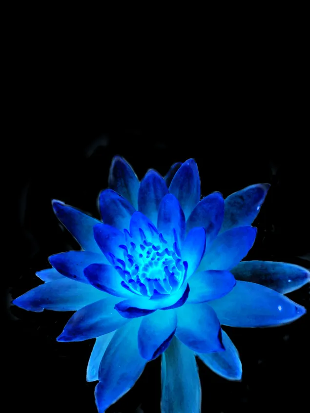 Lulet janë si miqtë, ato sjellin ngjyra në botën tonë. 2K sfond