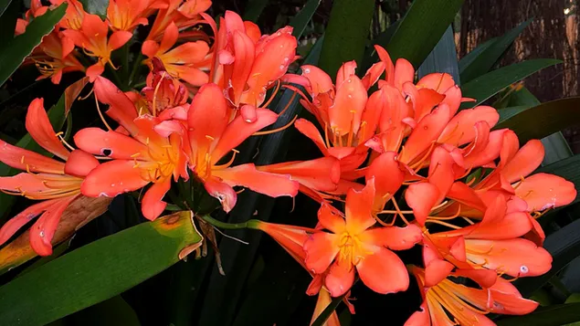 Blumen für Blumenarrangements wegen ihrer großen auffälligen Blüten und ihres angenehmen Duftes herunterladen