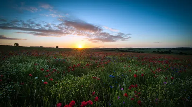 Blumen in einem Feld Morgendämmerung 4K Hintergrundbild