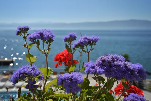 kukkia jarven edessa lataa