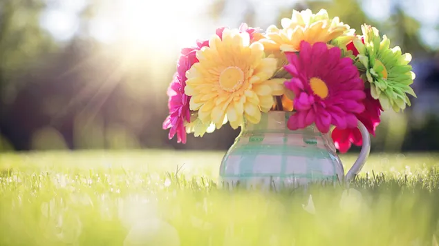 Gėlės vazonuose ant pievelės pavasarį atsisiųsti