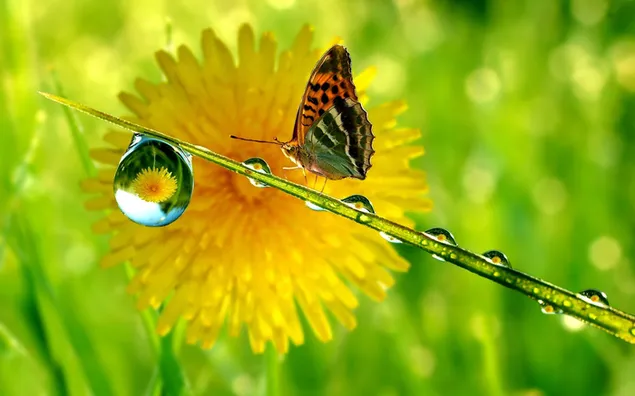 Flowers reflected on the butterfly yellow flower and dew grains with the most beautiful colors of summer