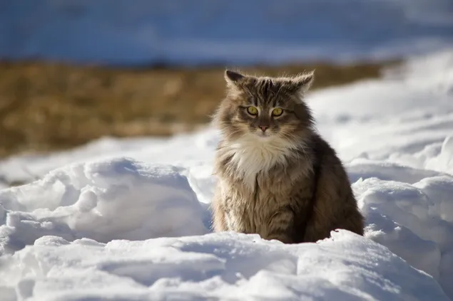 Gato esponjoso en invierno 4K fondo de pantalla
