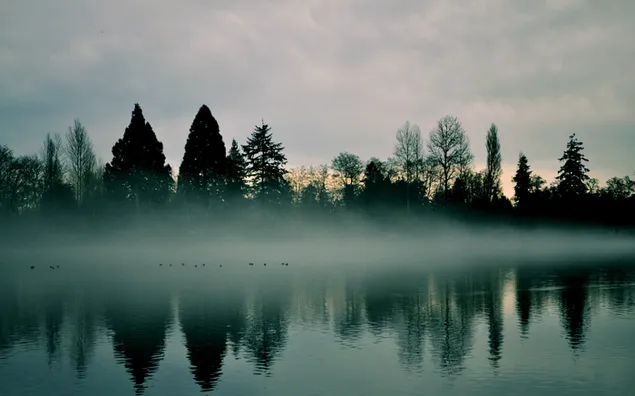 Nebel und Bäume am See 4K Hintergrundbild
