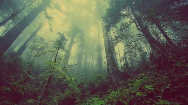 fog descending into the forest 4K wallpaper