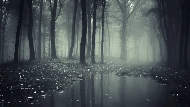 Foggy dark forest