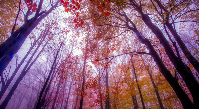 יער ערפילי 4K טפט