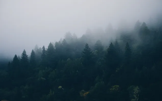 Nebel im Wald 4K Hintergrundbild