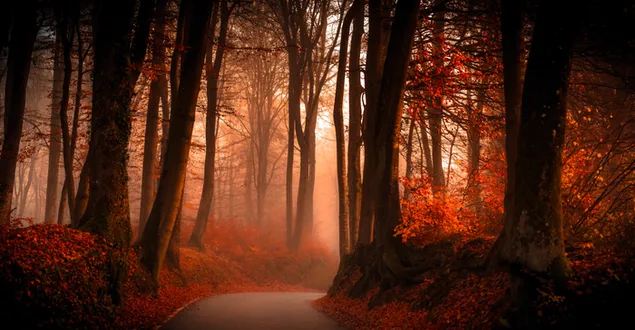 Nebelige kurvenreiche Straße im Herbstwald 6K Hintergrundbild
