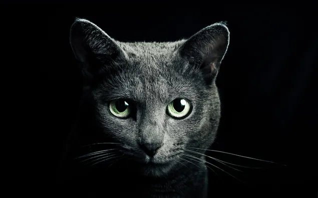 Fondo de pantalla digital gato gris