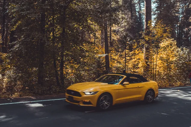 Ford Mustang op weg omringd door bomen