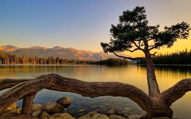 Bosque y montañas reflejadas en el agua del lago. descargar