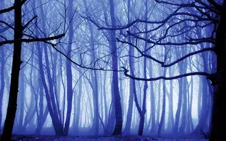 숲 배경 보기 4K 배경화면