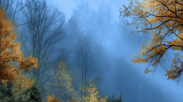 sybn jngl dr mh: chshmndzy z gdhr fSly brgyry khnyd