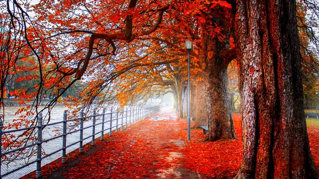 Wald im Herbst 4K Hintergrundbild