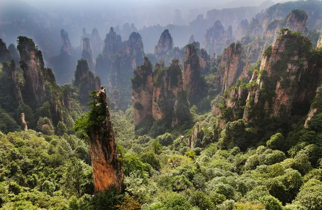 Bosque en Hunan, China descargar