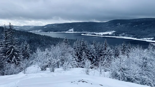 Bos in de sneeuw 4K achtergrond