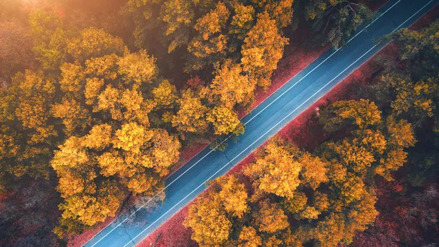 Forest Road Herbstbäume 4K Hintergrundbild