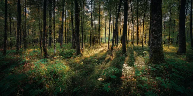 森林寧靜 2K 壁紙