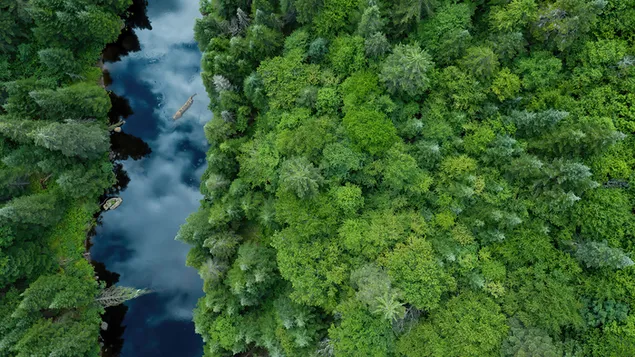 Forest Trees Aerial View 4K wallpaper