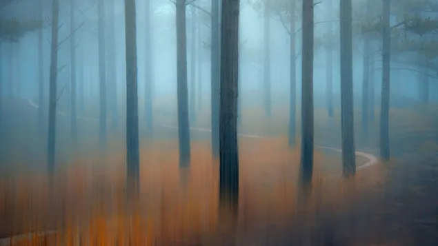 Wald Bäume Nebel Landschaft