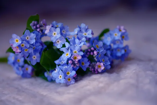 Vergiss mich nicht - schöne Blume 2K Hintergrundbild