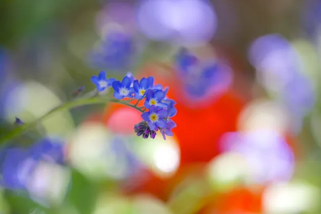 花ではなく私を忘れて