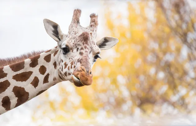 Foto van giraf met bokeh gemaakt door herfstbladeren op de achtergrond