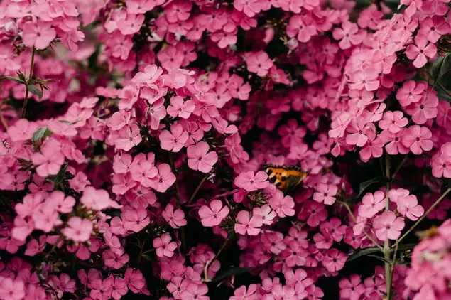 Fotografía en primer plano de flores rosas descargar
