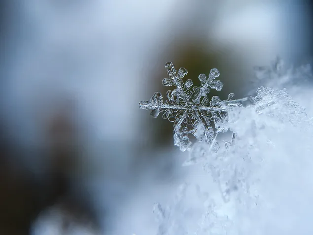 Fotografía macro de copo de nieve