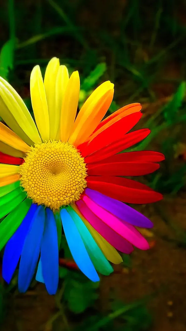 Fotografía macro de flores coloridas en plantas verdes descargar