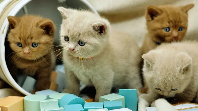 Cuatro adorables gatitos jugando con bloques 4K fondo de pantalla