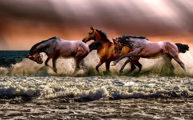 Vier prachtige bruine paarden die vrij rondlopen in de wateren aan de kust 2K achtergrond