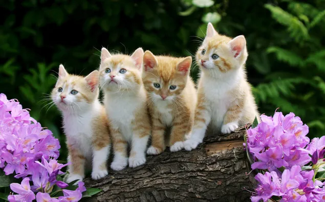 vier schattige kittens zittend op boomstronk download
