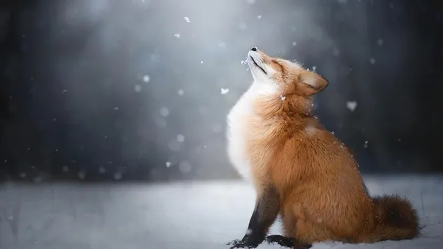 Vos geniet van vallende sneeuw HD achtergrond