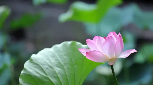 Flor de loto rosa fresca descargar