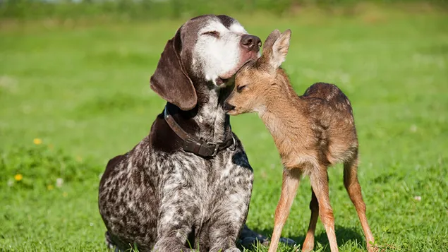 Vriendschap van hond en hert download