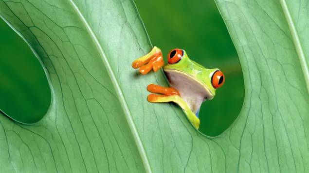 Frog behind the leaf