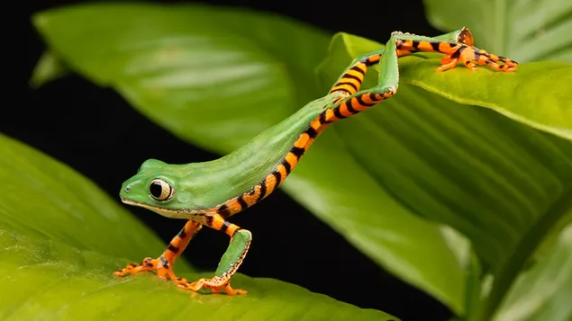Frog on a leaf download