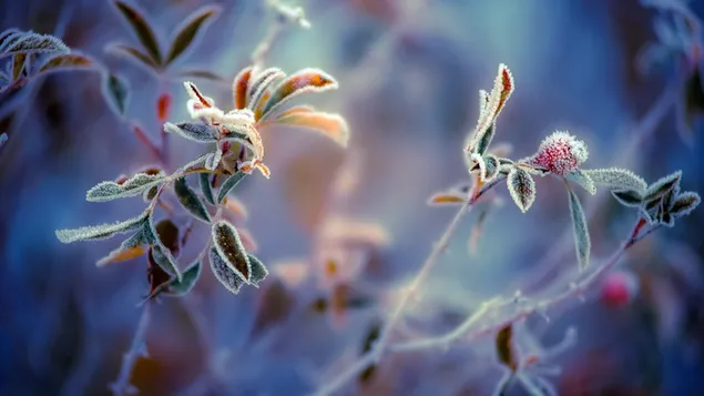 Plantas heladas en invierno