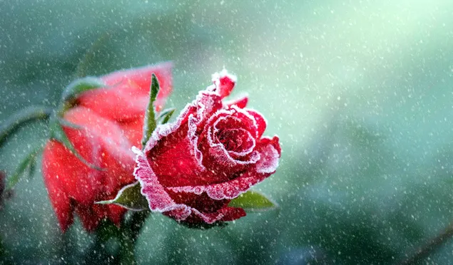 Frosted rose in the snowfall 2K wallpaper