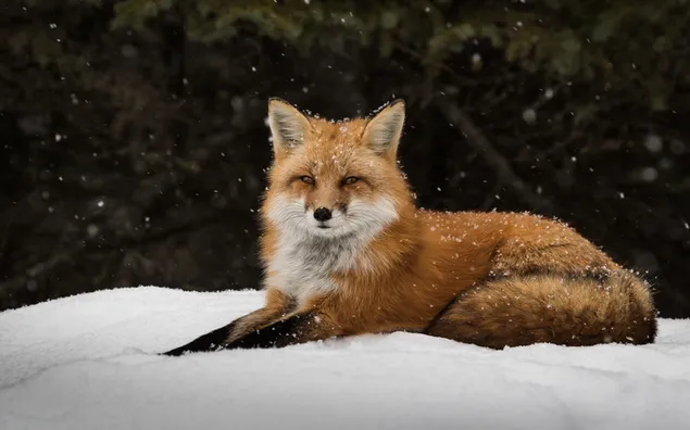 Fuchs unter Schneefall herunterladen